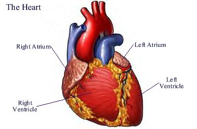 external image heart_labeled_400.jpg